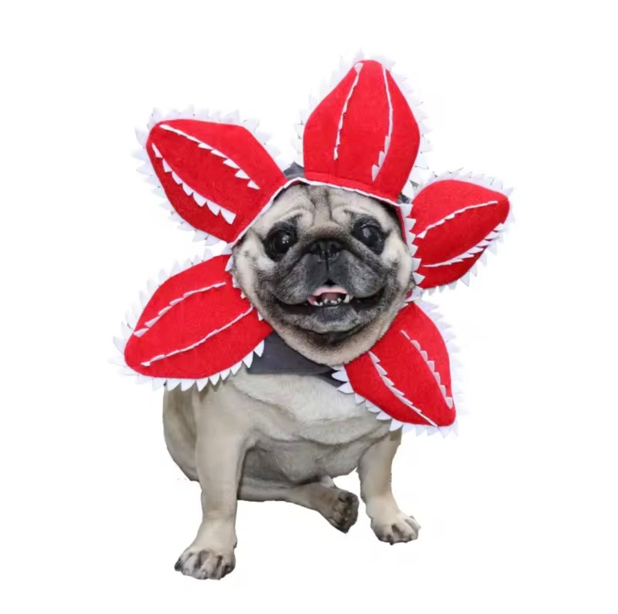 Pet Demoflower